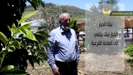 خيرات الأرض - زراعة الخيـار