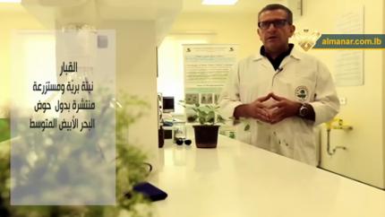 خيرات الأرض - زراعة القبار