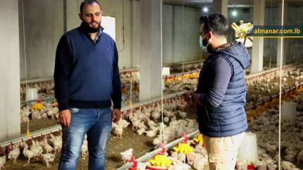 تربية الدجاج