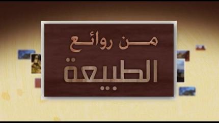 الحلقة 31